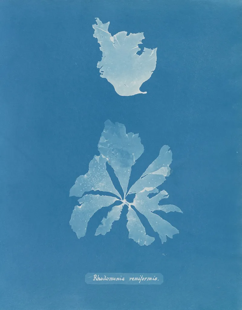 Rhodomenia Reniformis Wall Art by Anna Atkins - High-Resolution Digital Print