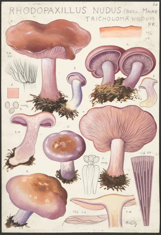 Rhodopaxillus Nudus Bull Maire Tricholoma Nudum Fr Wall Art by Hans Walty - High-Resolution Digital Print
