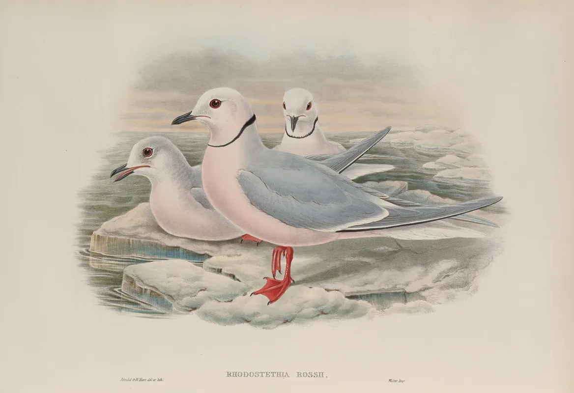 Rhodostethia Rossii Rosss Gull Wall Art by John Gould - High-Resolution Digital Print