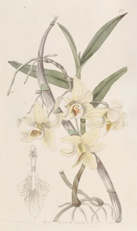 Rhomb Lipped Dendrobium Wall Art by Sydenham Edwards - High-Resolution Digital Print