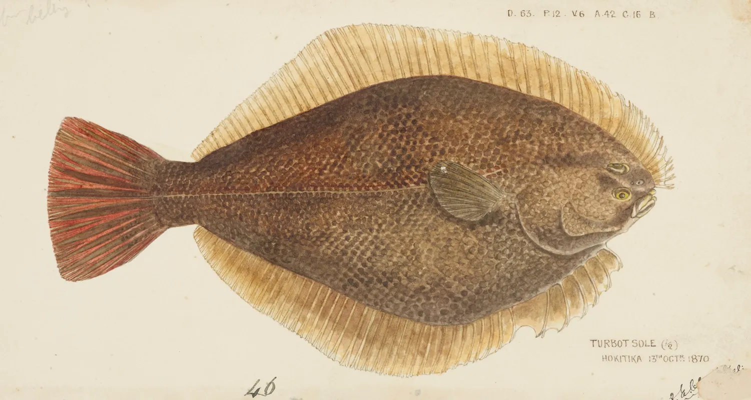 Rhombosolea Leporina Nz Yellow Belly Flounder