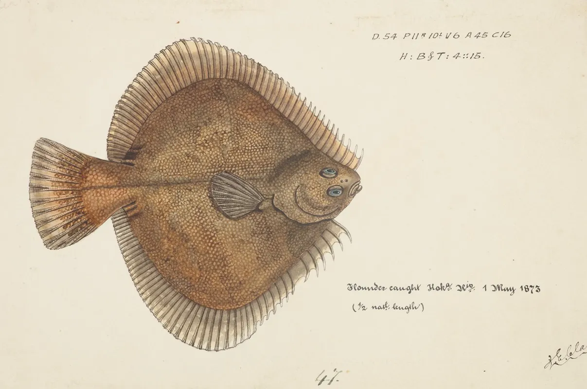 Rhombosolea Plebeia Nz Sand Flounder