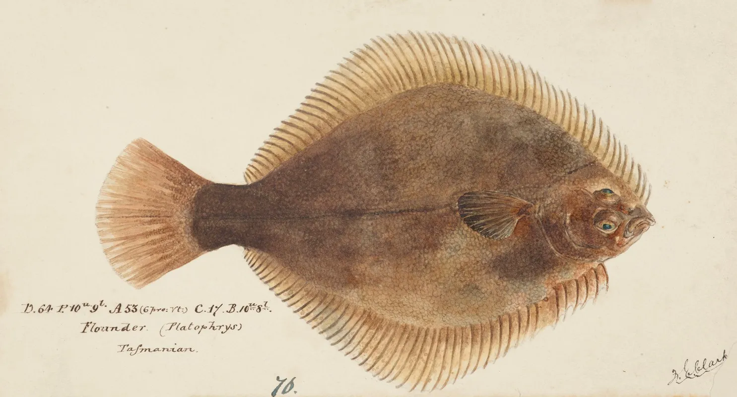 Rhombosolea Tapirina Greenback Flounder