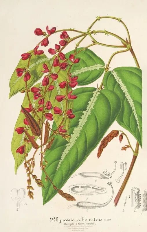 Rhynchosia Albo Nitens Wall Art by Charles Antoine Lemaire - High-Resolution Digital Print