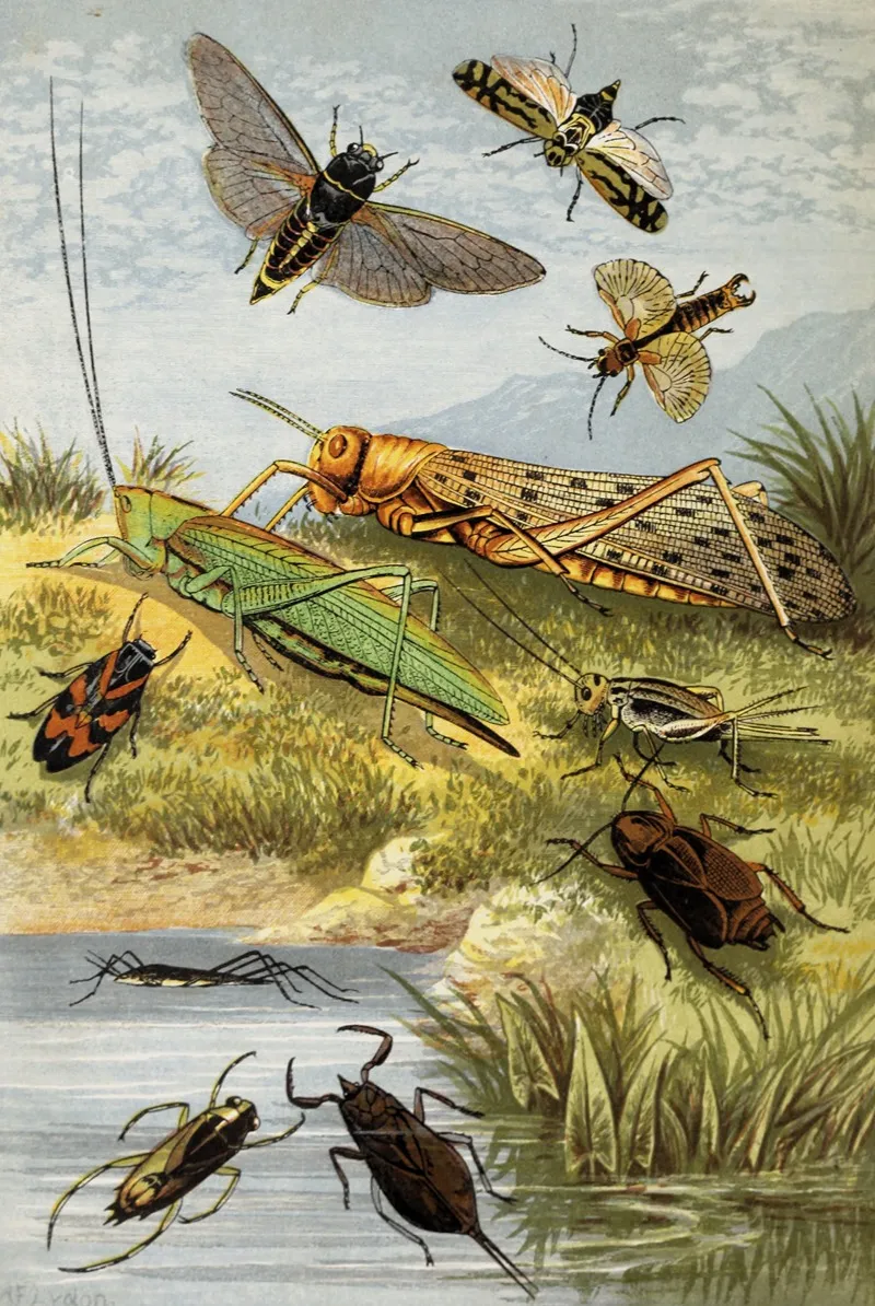 Rhyncota Orthoptera Wall Art by William Houghton - High-Resolution Digital Print
