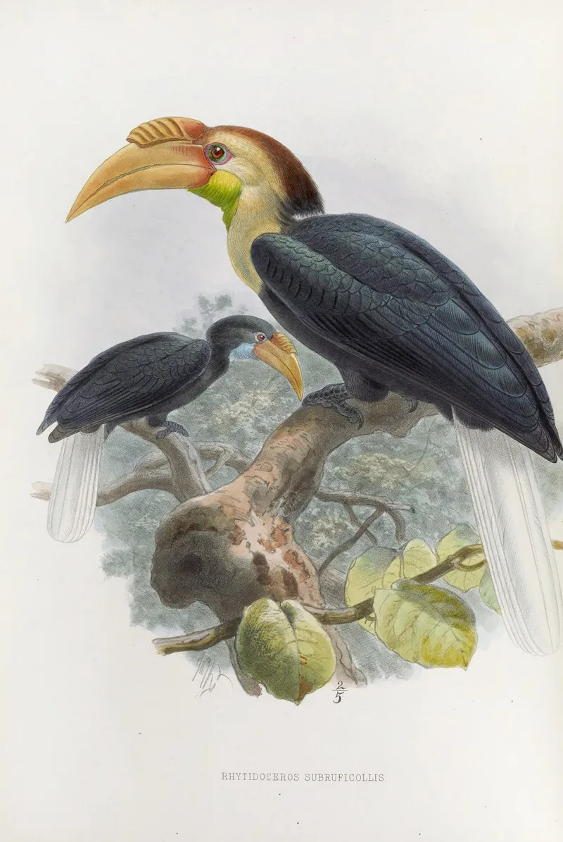 Rhytidoceros Subruficollis Wall Art by Daniel Giraud Elliot - High-Resolution Digital Print