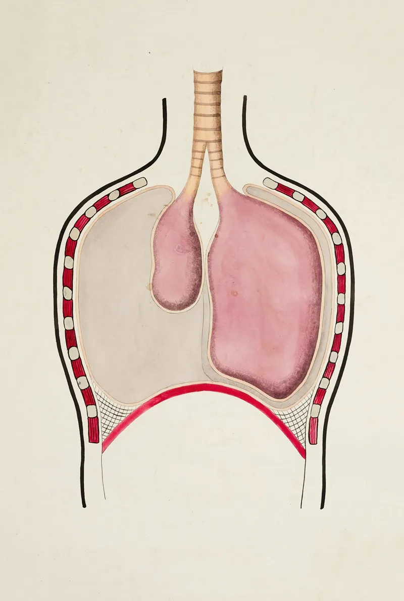 Rib Cage With Pneumothorax