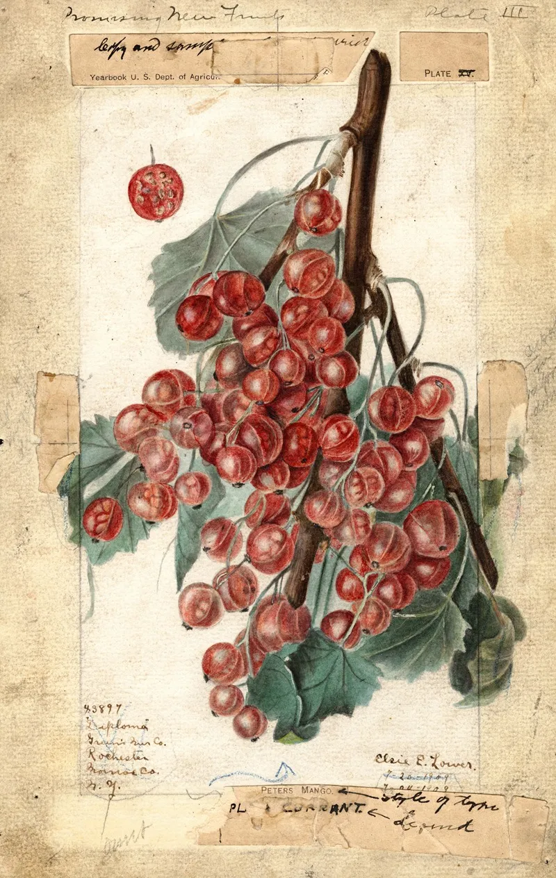 Ribes Diploma Wall Art by Elsie E. Lower - High-Resolution Digital Print