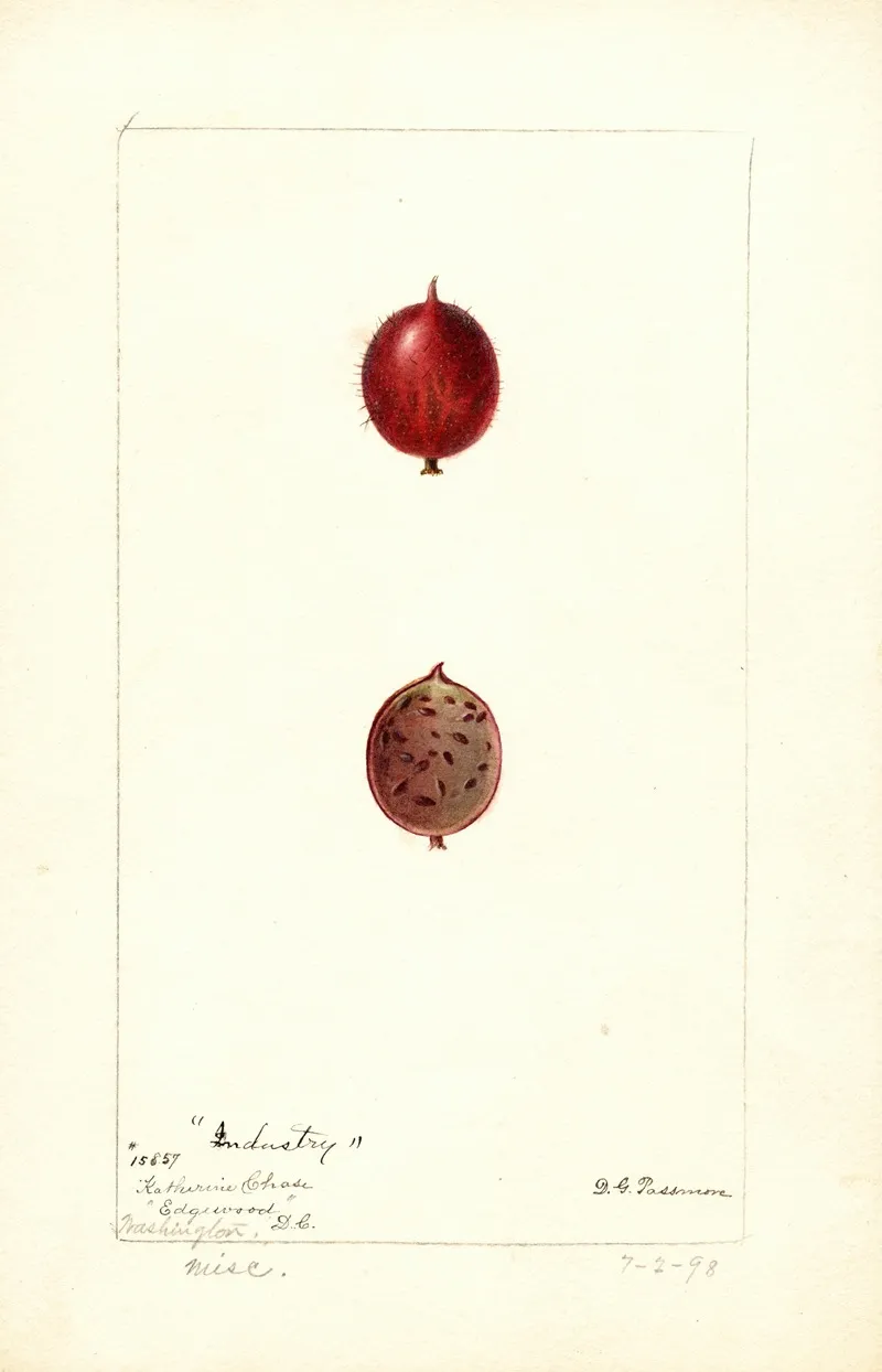 Ribes Industry Wall Art by Deborah Griscom Passmore - High-Resolution Digital Print
