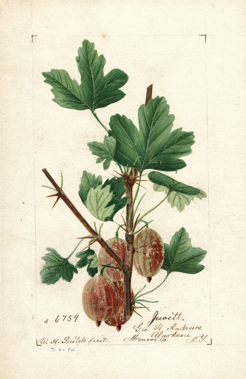 Ribes Jewett Wall Art by William Henry Prestele - High-Resolution Digital Print