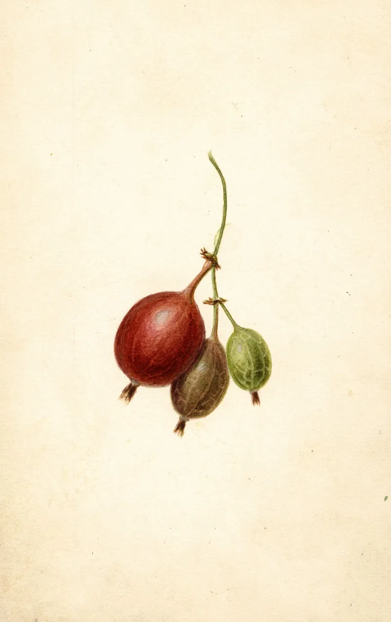 Ribes Mountain Wall Art by Frank Muller - High-Resolution Digital Print