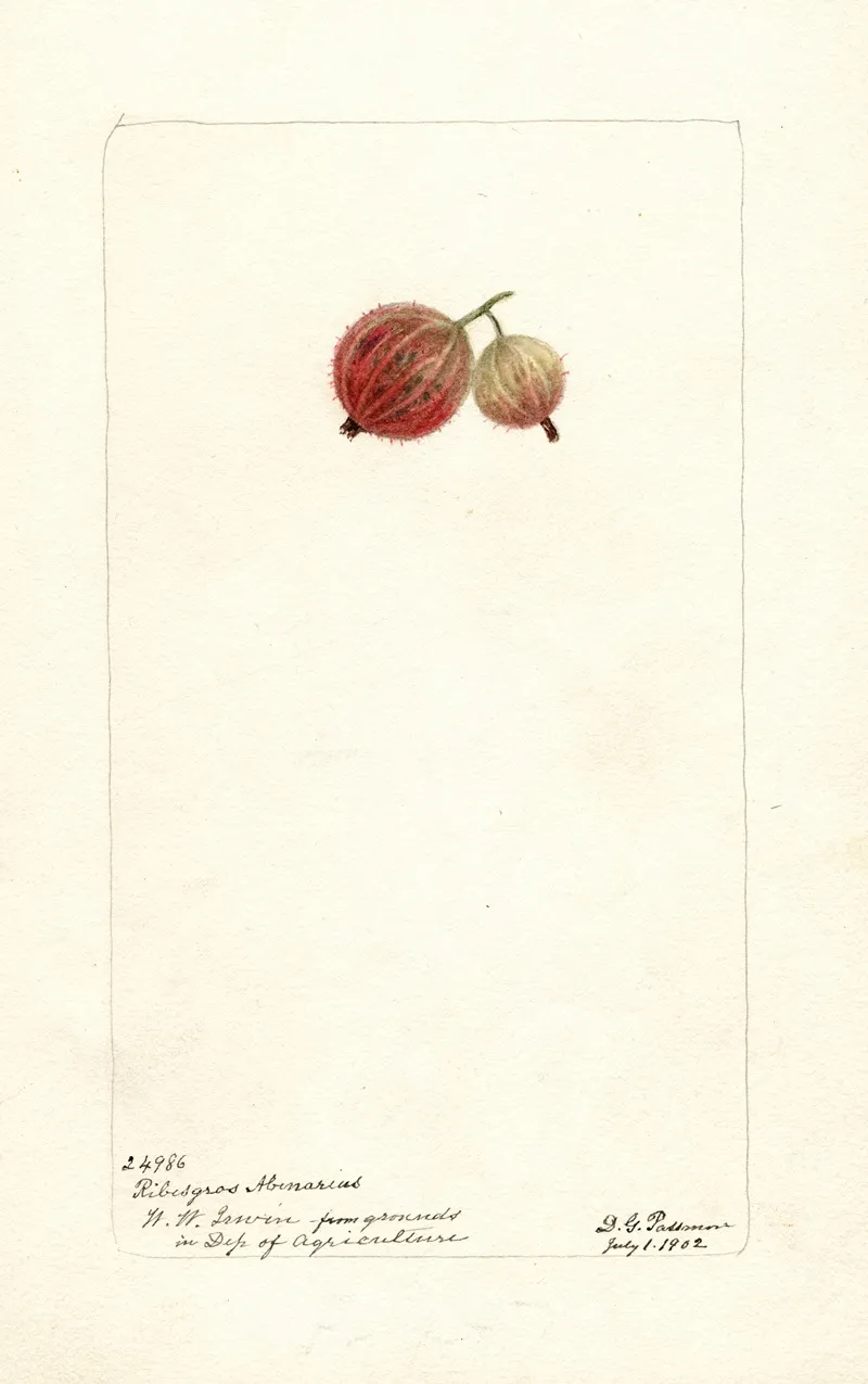 Ribes Ribesgros Abenarius Wall Art by Deborah Griscom Passmore - High-Resolution Digital Print