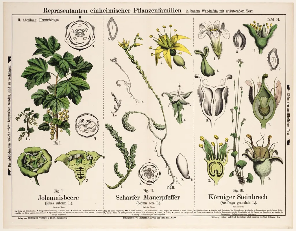 Ribes Rubrum Sedum Acre Saxifraga Granulata Aalbes Muurpeper Knolsteenbreek Wall Art by Hermann Zippel - High-Resolution Digital Print