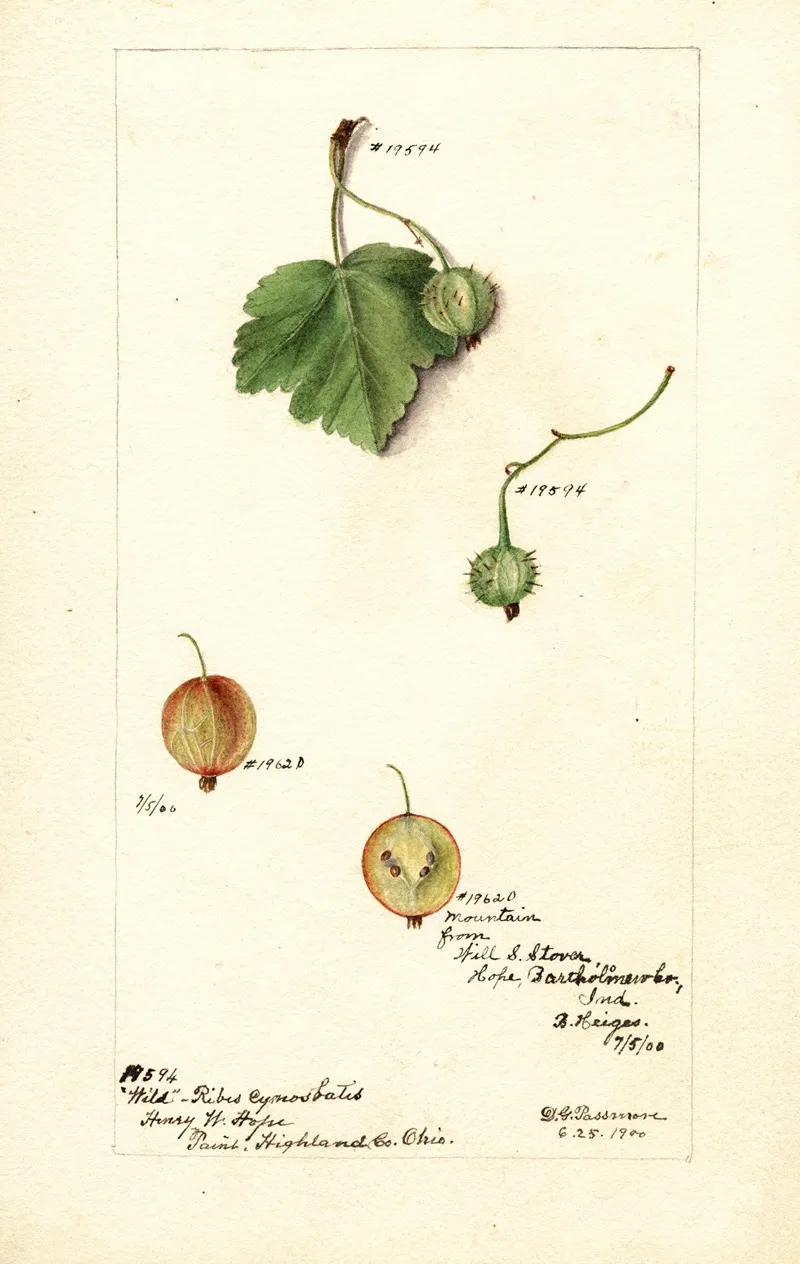 Ribes Wall Art by Deborah Griscom Passmore - High-Resolution Digital Print
