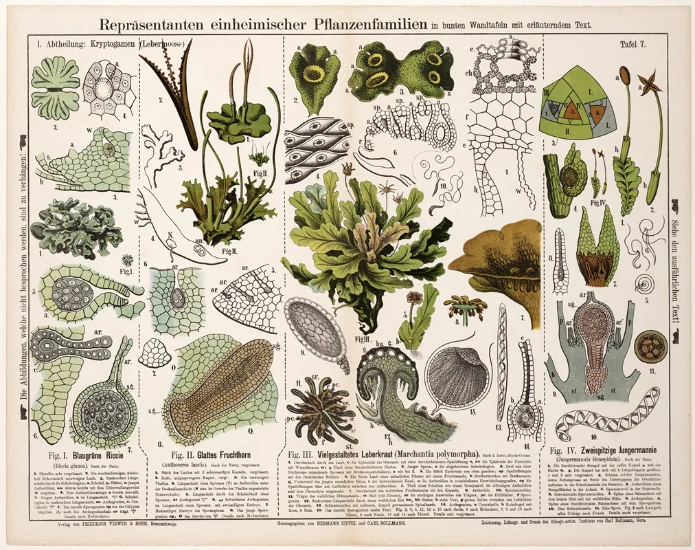 Riccia Glauca Anthoceros Laevis Marchantia Polymorpha Jungermannia Bicuspidata Wall Art by Hermann Zippel - High-Resolution Digital Print