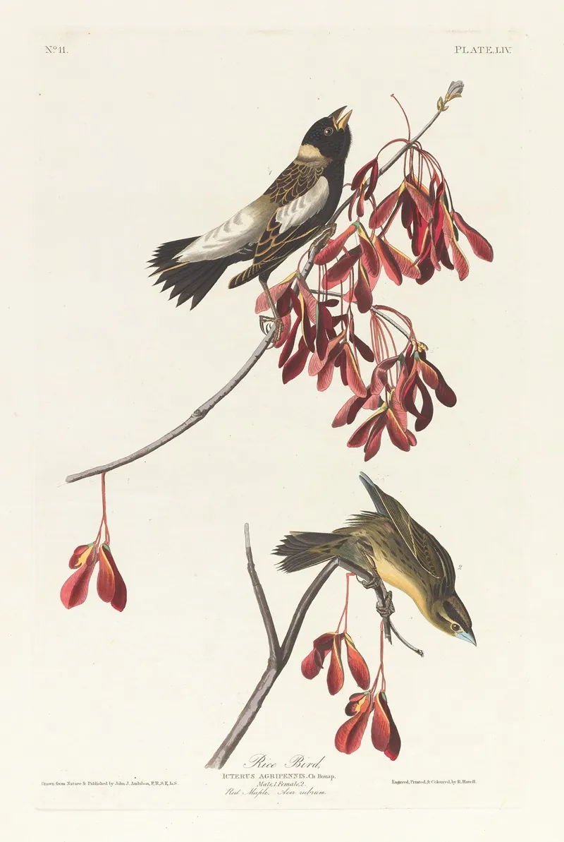 Rice Bird Wall Art by John James Audubon - High-Resolution Digital Print