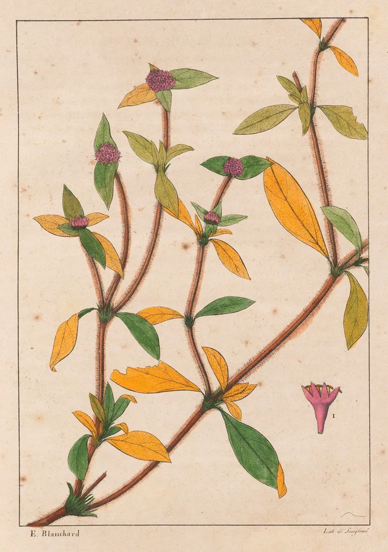 Richardsonia Rosea Wall Art by Auguste de Saint-Hilaire - High-Resolution Digital Print