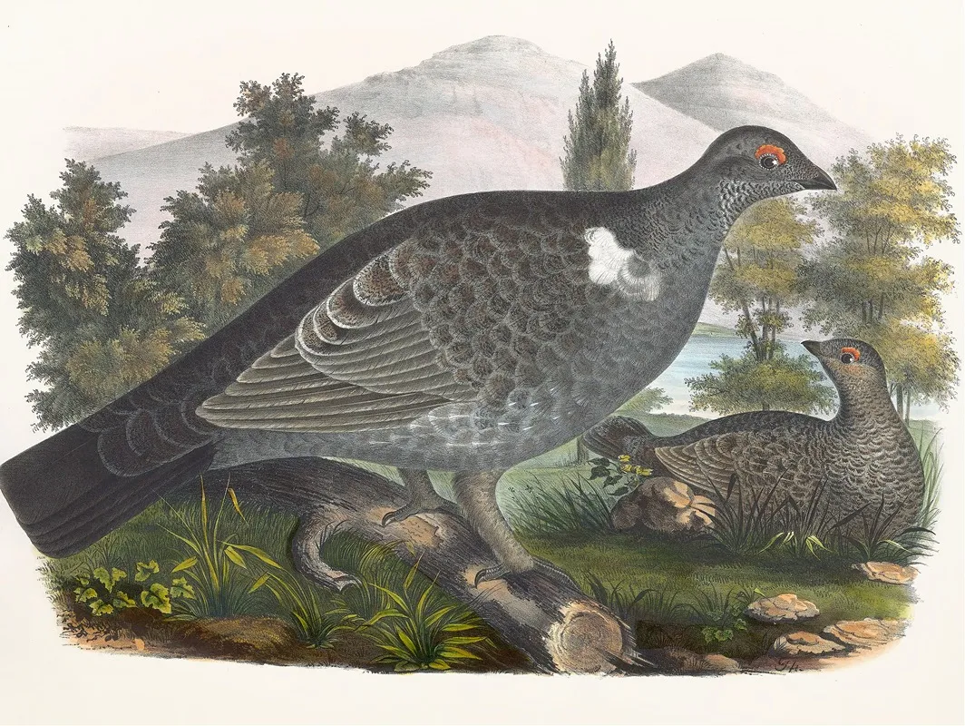 Richardsons Grouse Wall Art by Daniel Giraud Elliot - High-Resolution Digital Print