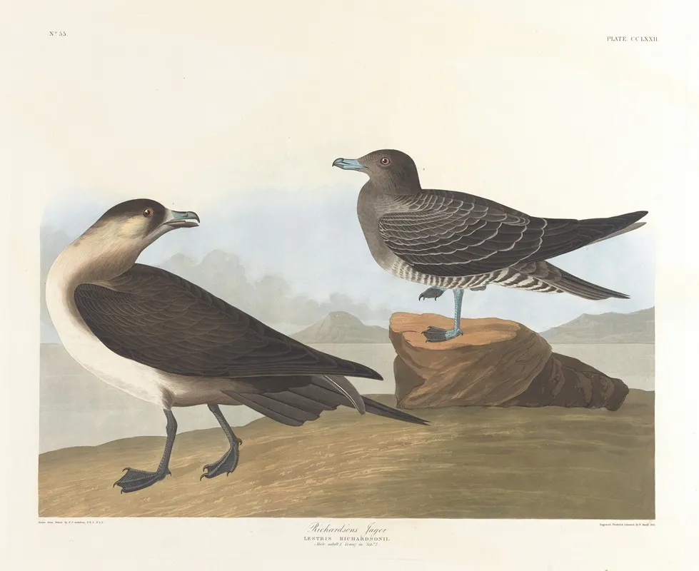 Richardsons Jager Wall Art by John James Audubon - High-Resolution Digital Print