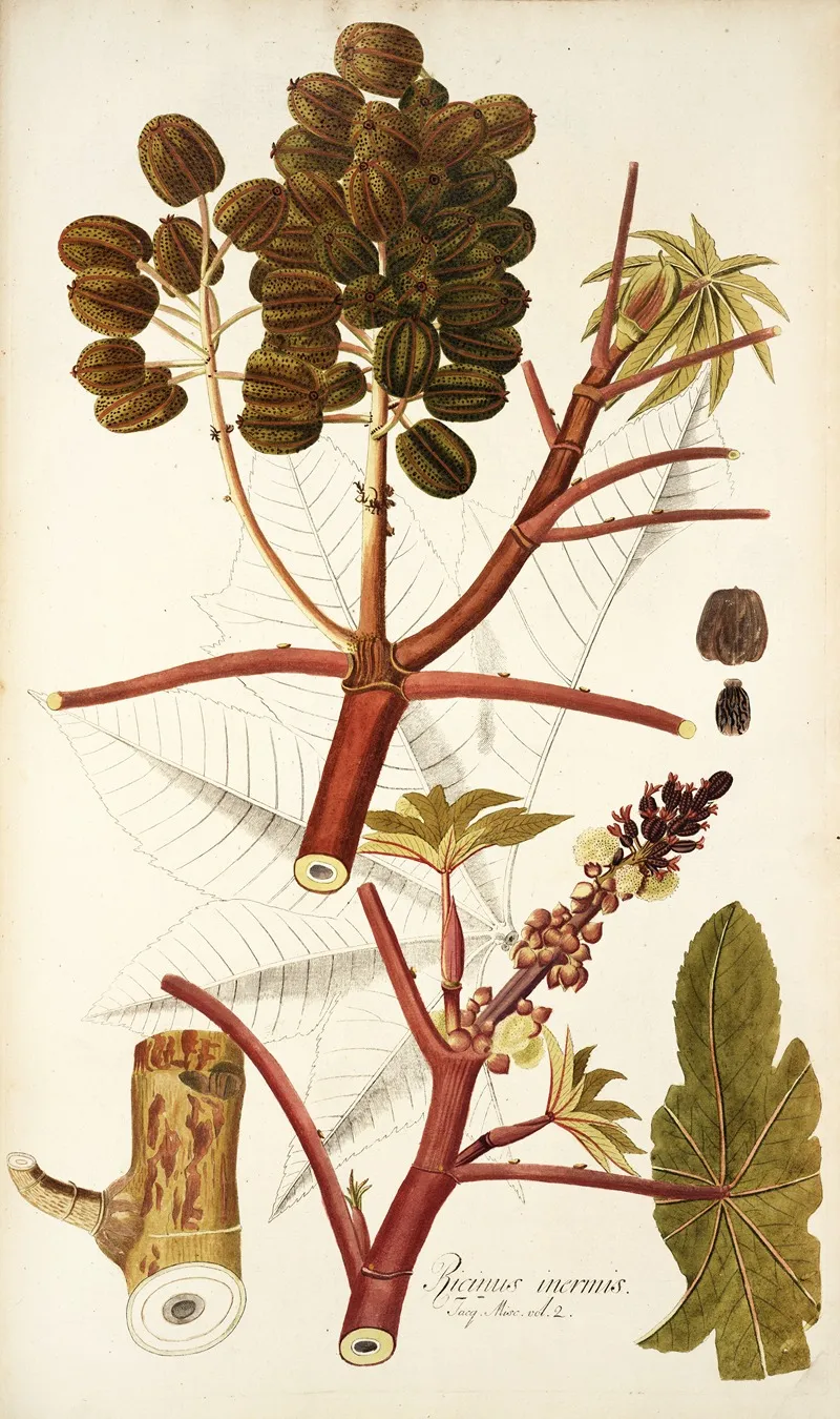 Ricinus Inermis Wall Art by Nikolaus Joseph Freiherr von Jacquin - High-Resolution Digital Print