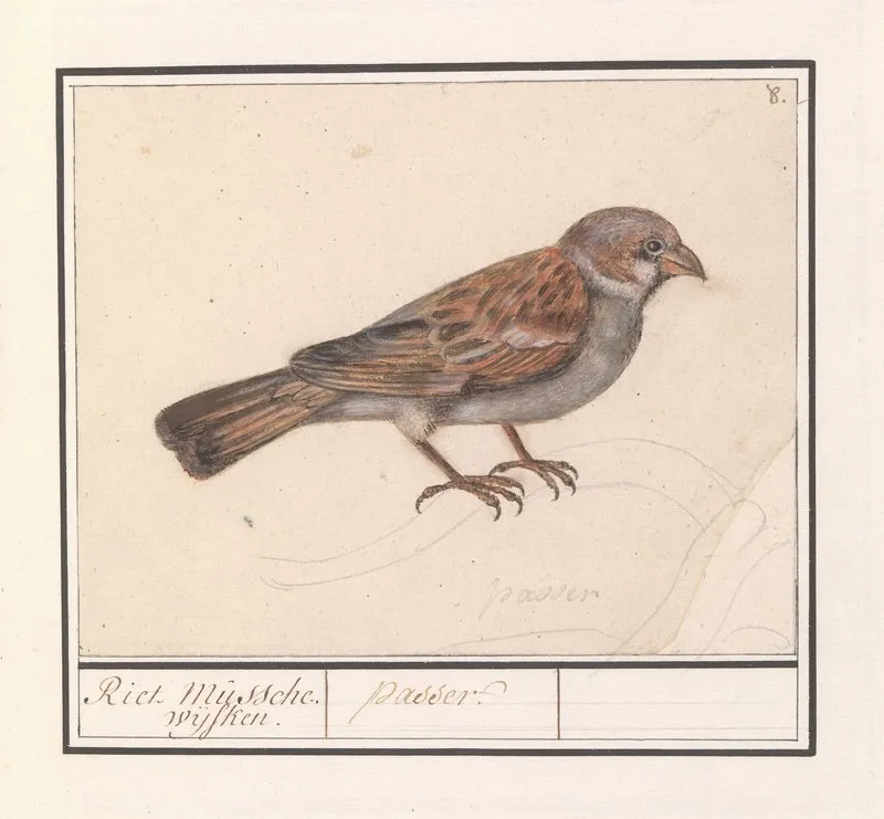 Rietgors Emberiza Schoeniclus Wall Art by Anselmus Boëtius de Boodt - High-Resolution Digital Print