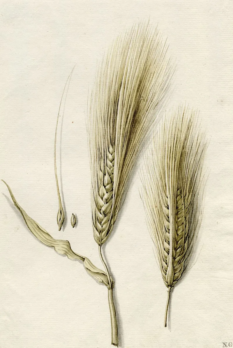 Rijpe Gerst