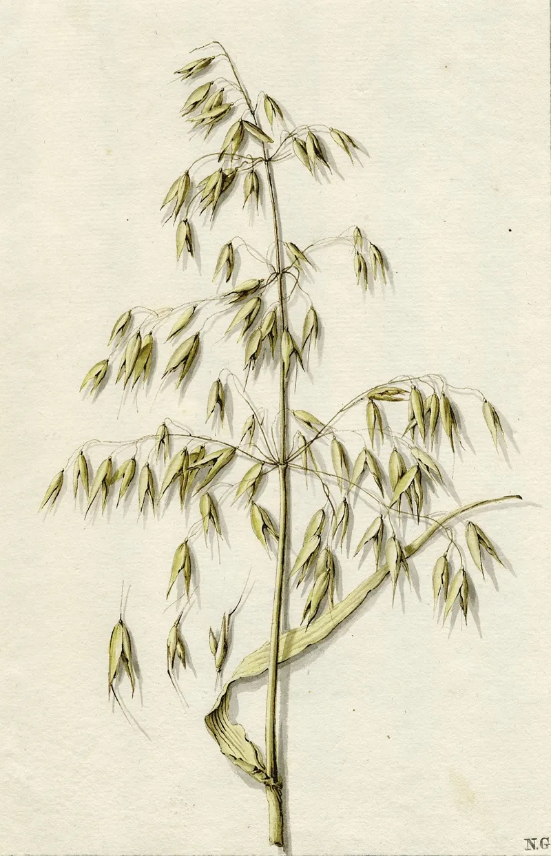 Rijpe Haver
