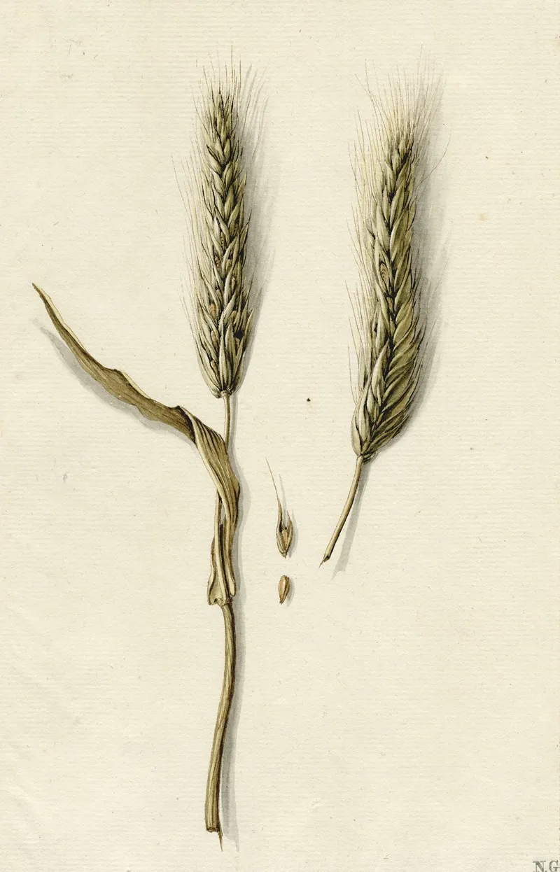 Rijpe Rogge