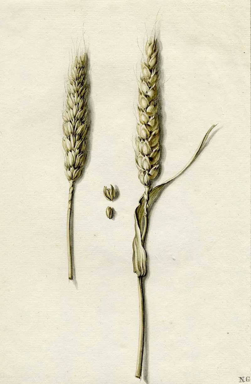 Rijpe Tarwe