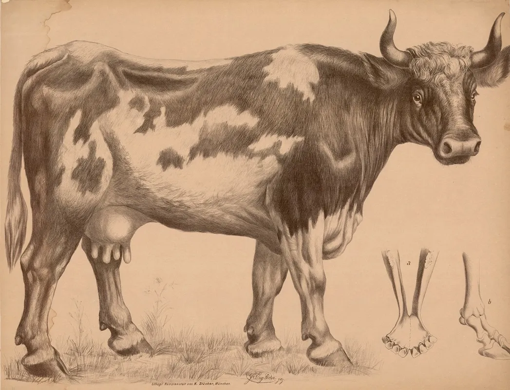 Rind Bos Taurus Kuh A Unterkiefer B Fussskelett Wall Art by Franz Engleder - High-Resolution Digital Print