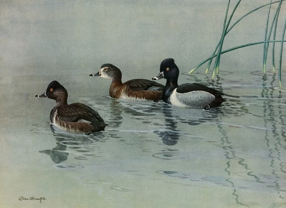 Ring Necked Duck Wall Art by Allan Brooks - High-Resolution Digital Print