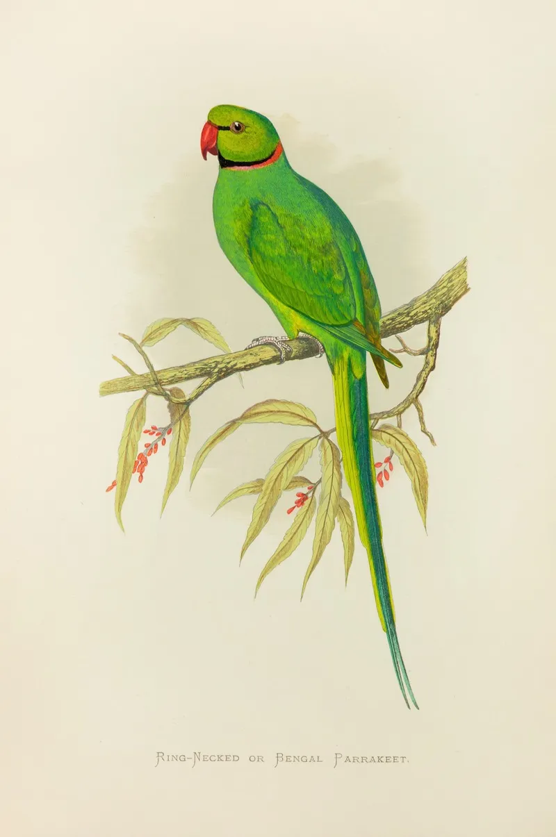 Ring Necked Or Bengal Parrakeet Wall Art by Alexander Francis Lydon - High-Resolution Digital Print