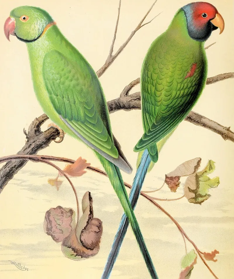 Ring Necked Parrakeet Plum Headed Parrakeet Wall Art by W. A . Blakston - High-Resolution Digital Print