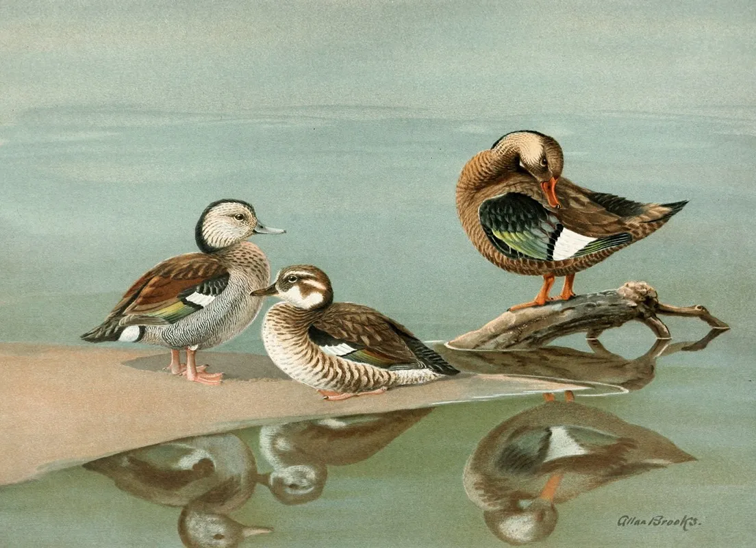 Ring Necked Teal Brazilian Teal Wall Art by Allan Brooks - High-Resolution Digital Print
