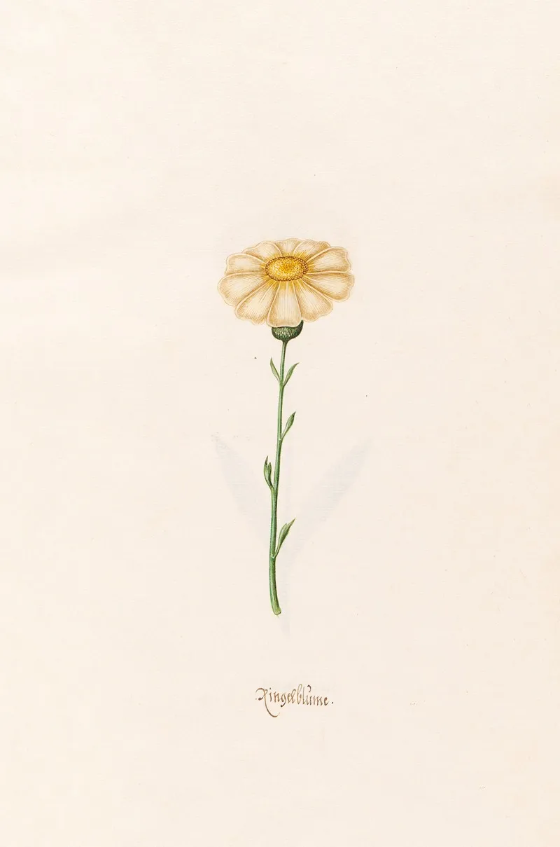 Ringelblum 2 Wall Art by Magdelena Rosina Funck - High-Resolution Digital Print