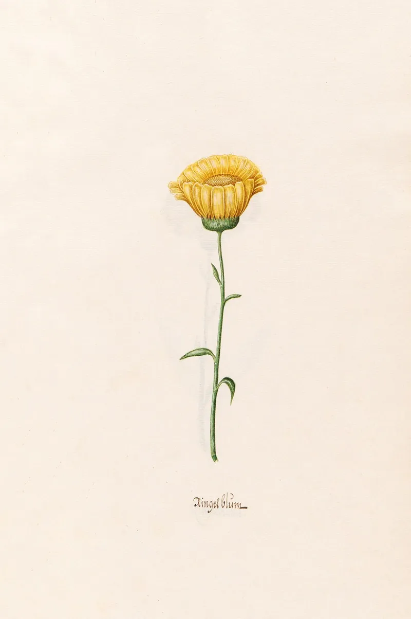 Ringelblum 3 Wall Art by Magdelena Rosina Funck - High-Resolution Digital Print