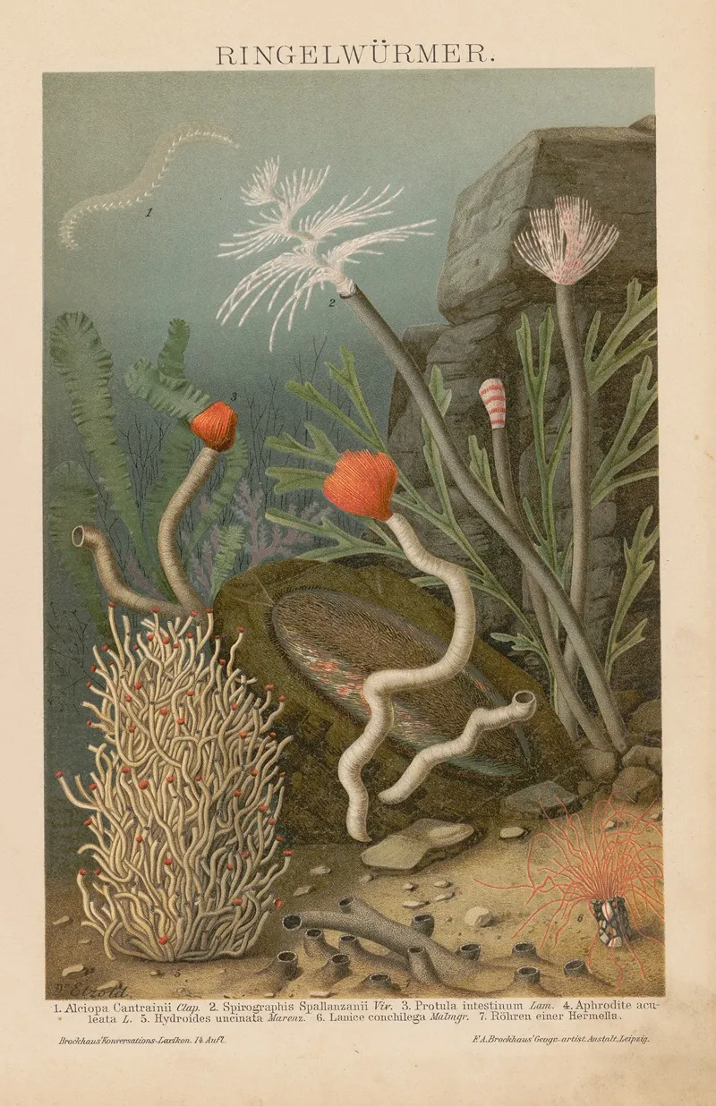 Ringelwurmer Wall Art by F.A. Brockhaus - High-Resolution Digital Print