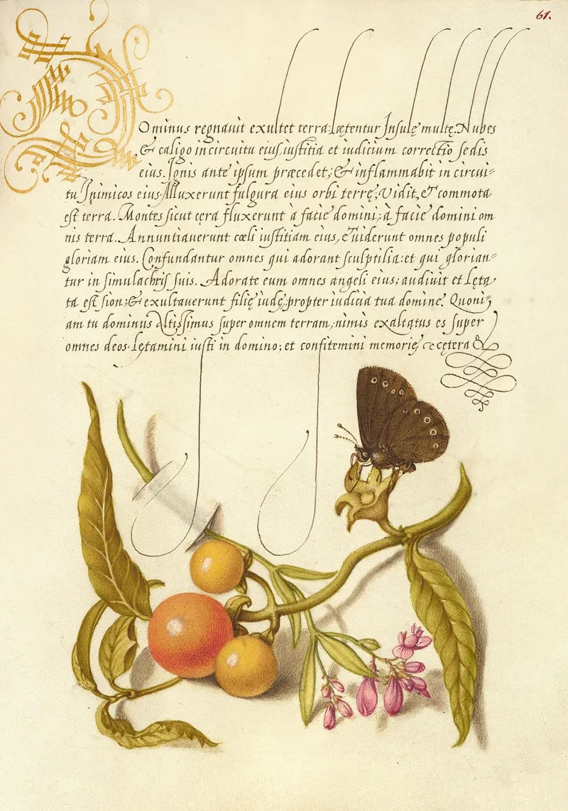 Ringlet False Jerusalem Cherry And Milkwort