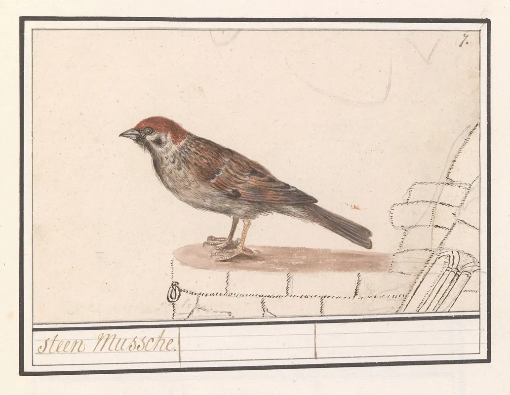 Ringmus Passer Montanus 2 Wall Art by Anselmus Boëtius de Boodt - High-Resolution Digital Print