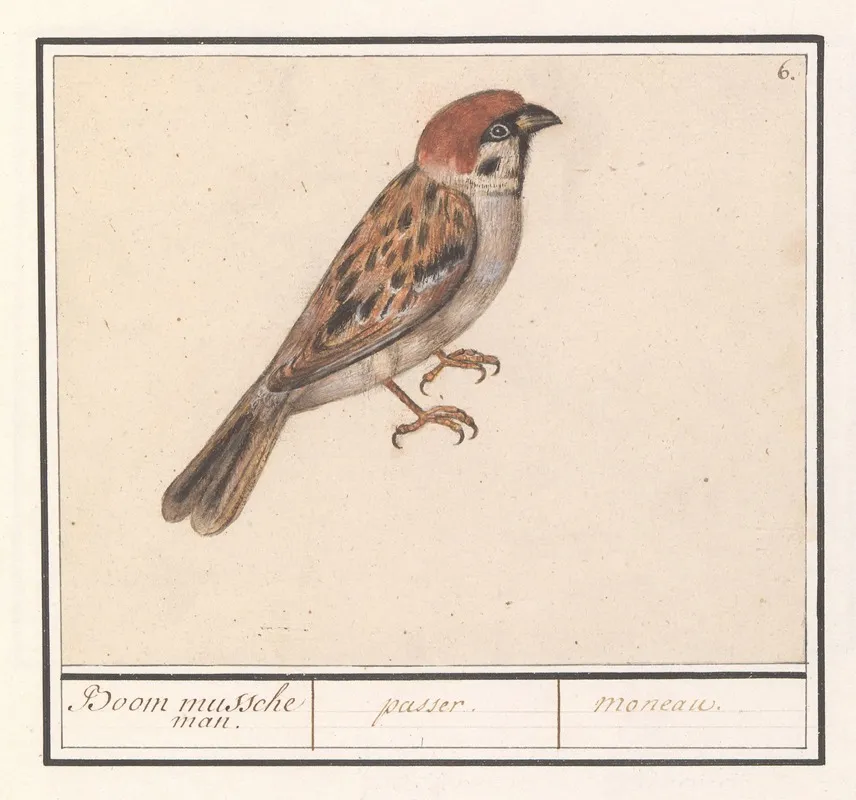 Ringmus Passer Montanus Wall Art by Anselmus Boëtius de Boodt - High-Resolution Digital Print