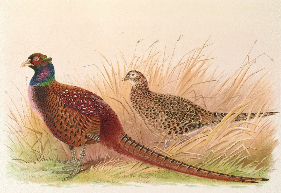 Rion Caucasian Pheasant Wall Art by Henry Jones - High-Resolution Digital Print