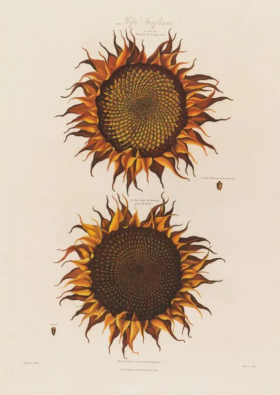 Ripe Sunflower Wall Art by Robert John Thornton - High-Resolution Digital Print