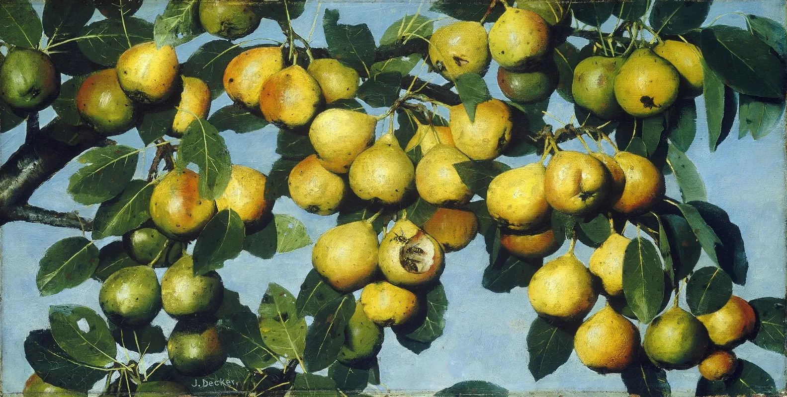 Ripening Pears