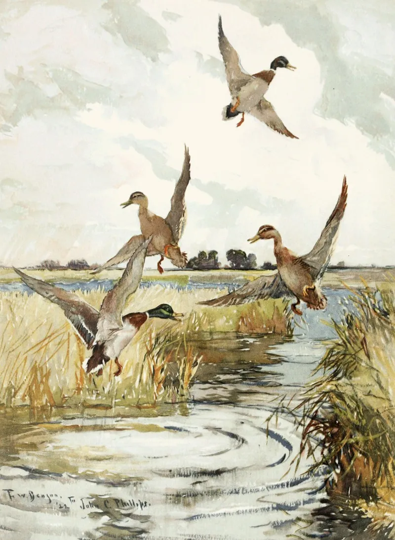 Rising Mallard Wall Art by Frank Weston Benson   - High-Resolution Digital Print