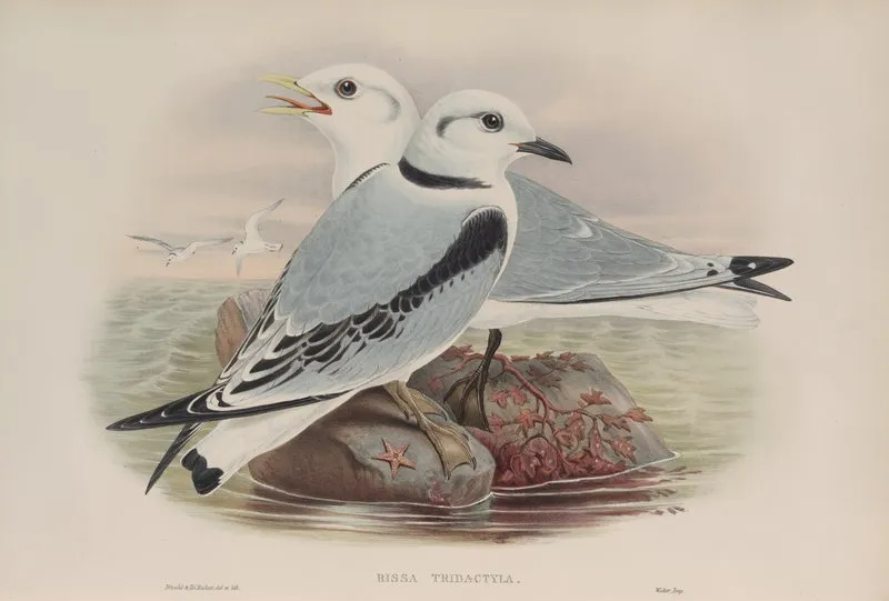 Rissa Tridactyla Kittiwake Wall Art by John Gould - High-Resolution Digital Print