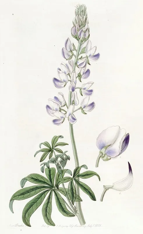River Lupine Wall Art by Sydenham Edwards - High-Resolution Digital Print