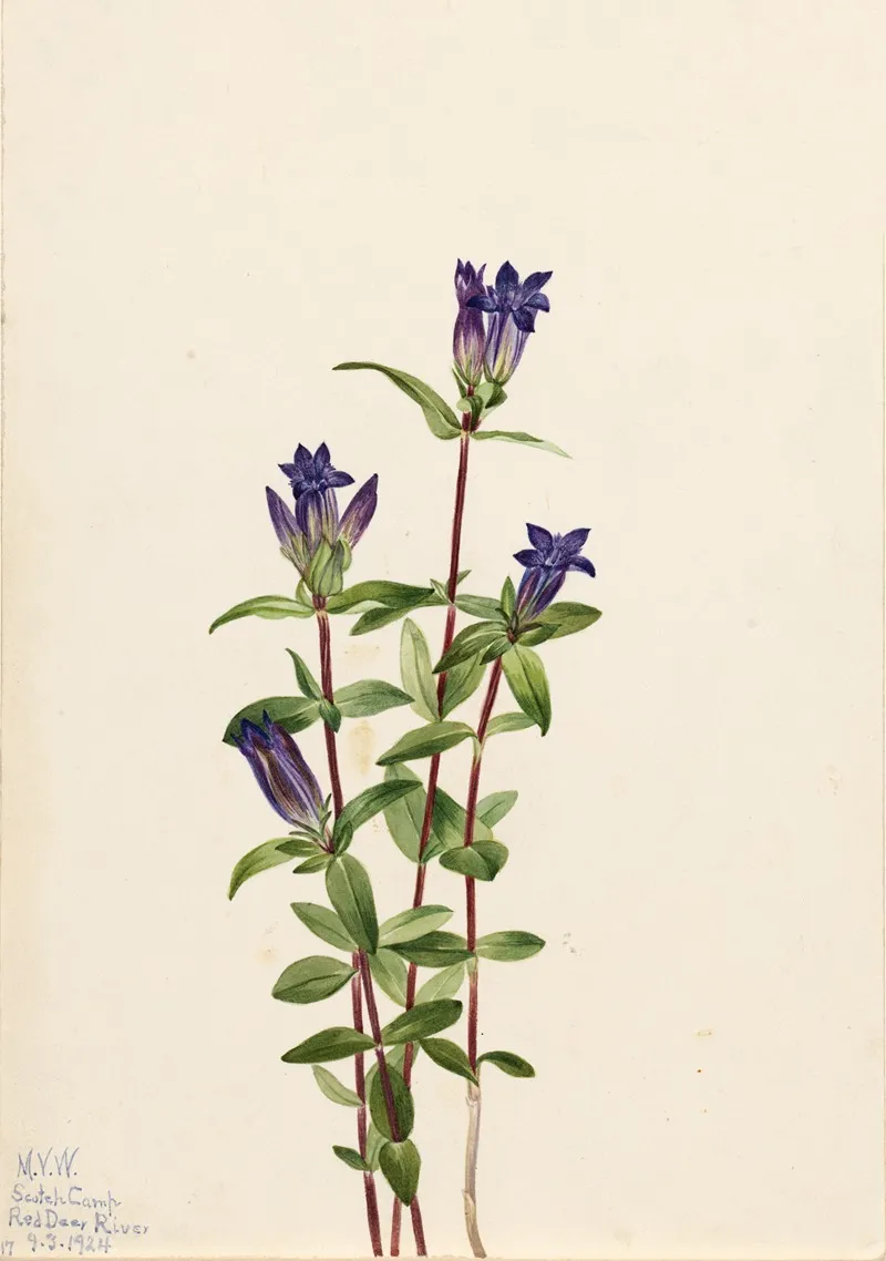 Riverbank Gentian Gentiana Affinis 2