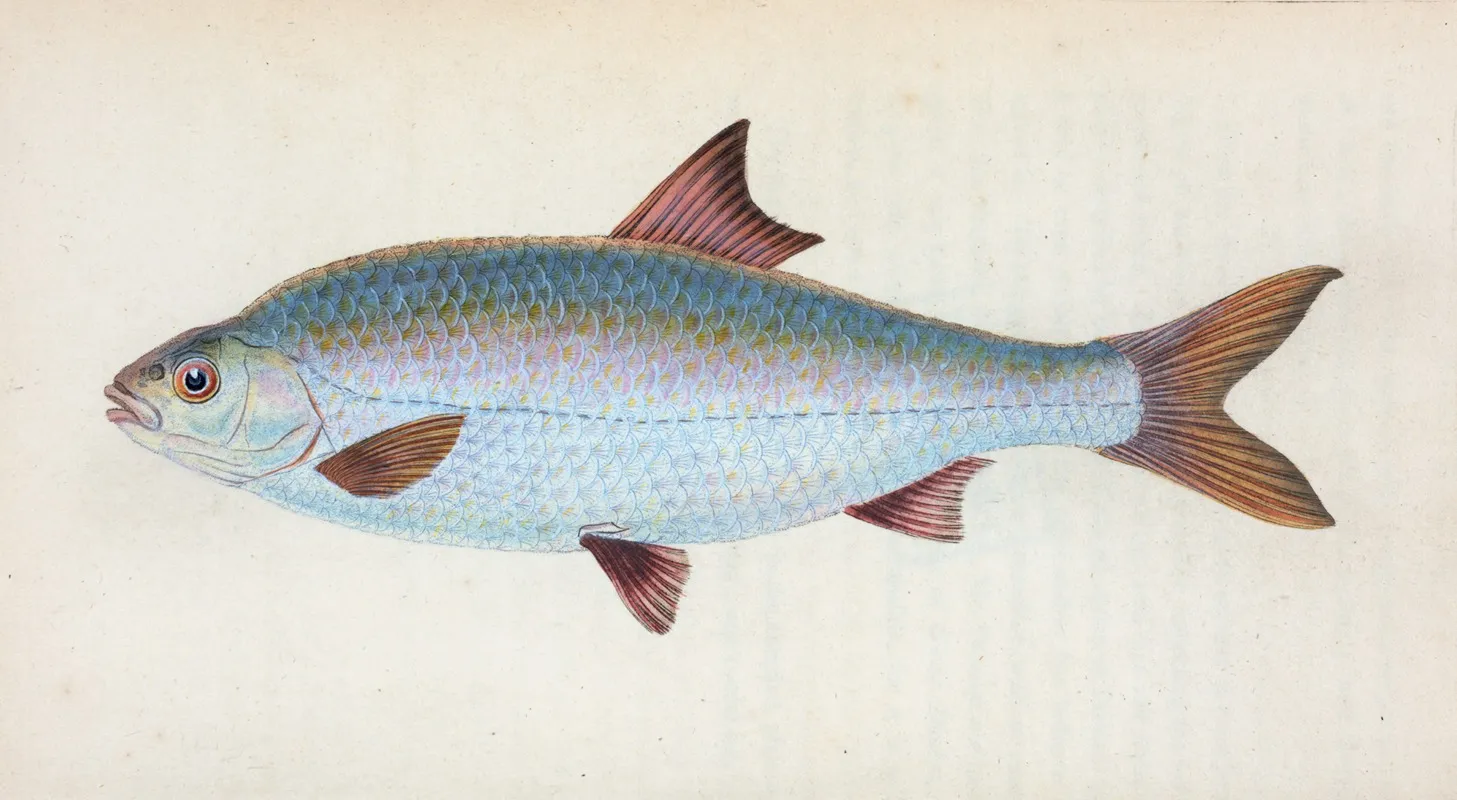 Roach Cyprinus Ritulus Wall Art by Edward Donovan - High-Resolution Digital Print