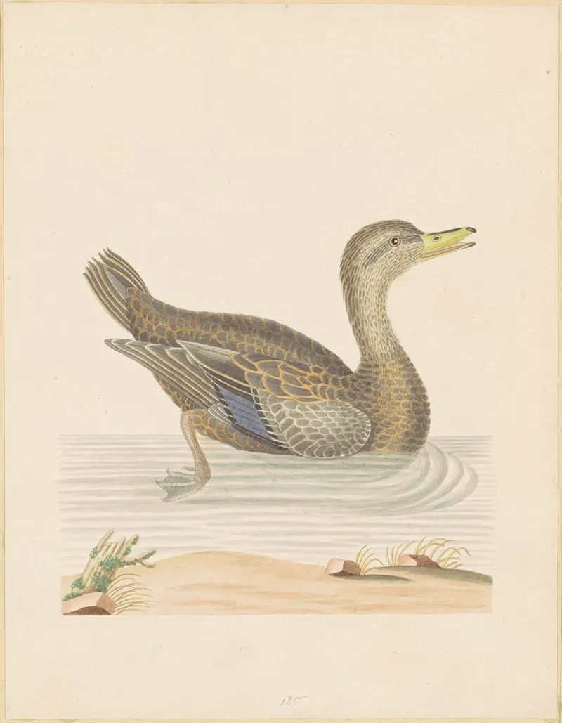 Roan Duck 2 Wall Art by John Abbot - High-Resolution Digital Print