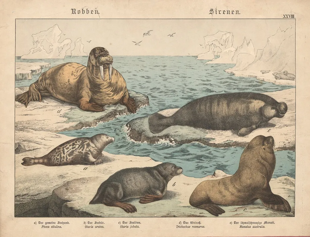 Robben Sirenen A Der Gemeine Seehund B Der Seebar C Der Seelowe D Das Walross E Der Schmalschnauzige Manati Wall Art by Gotthilf Heinrich von Schubert - High-Resolution Digital Print
